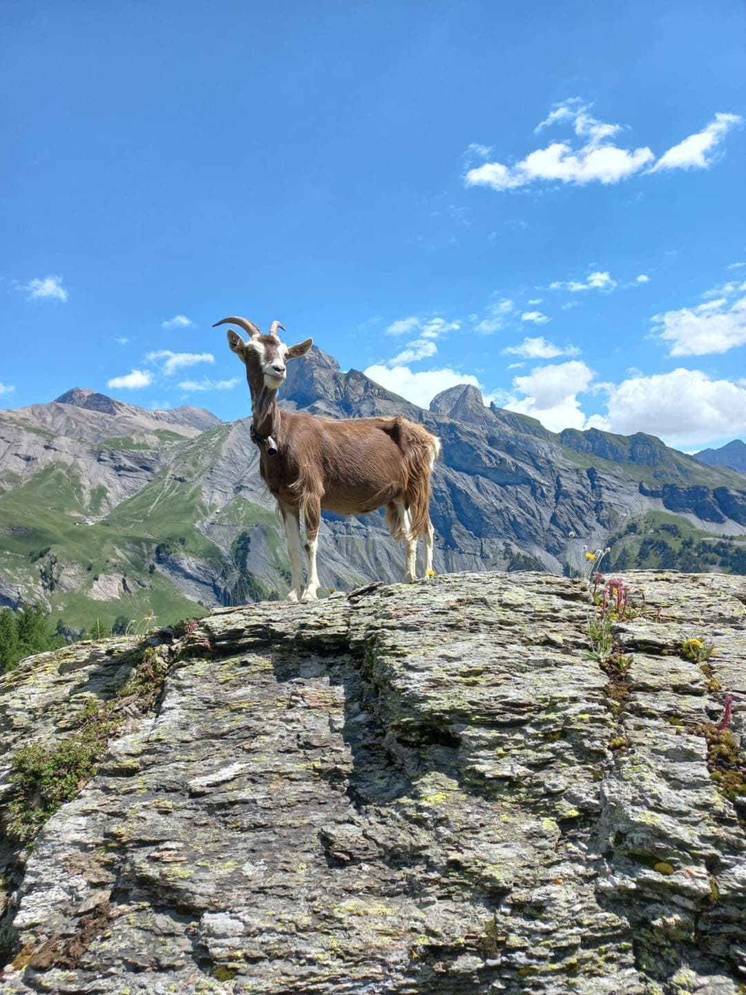 Chèvre sur rocher avec montagnes