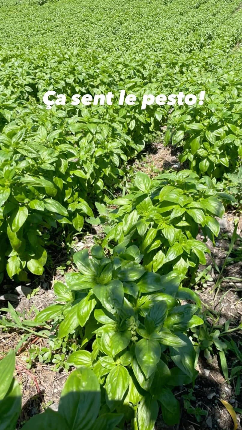 Nos plantes aromatiques